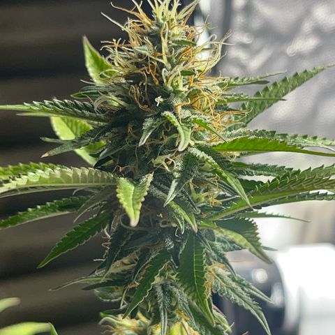 Critical Orange Punch growlog timeline photo