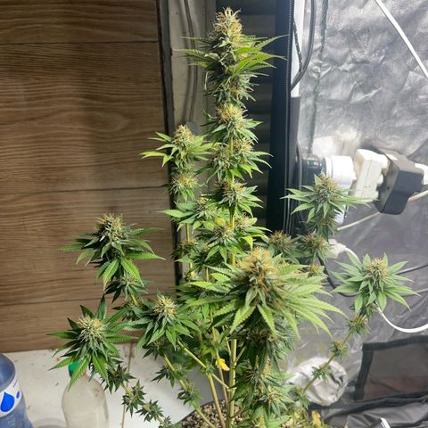 Critical Orange Punch growlog timeline photo