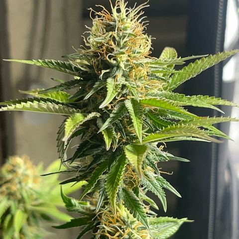 Critical Orange Punch growlog timeline photo