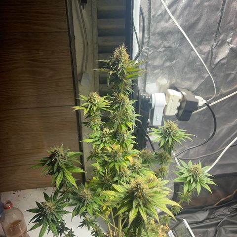 Critical Orange Punch growlog timeline photo