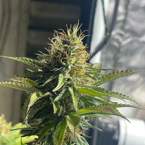 Critical Orange Punch growlog timeline photo