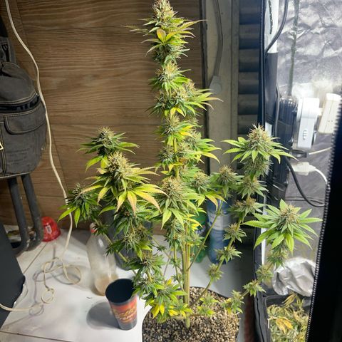 Critical Orange Punch growlog timeline photo