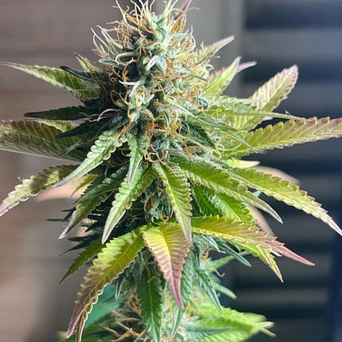 Critical Orange Punch growlog timeline photo