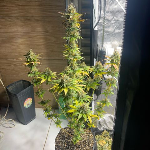 Critical Orange Punch growlog timeline photo
