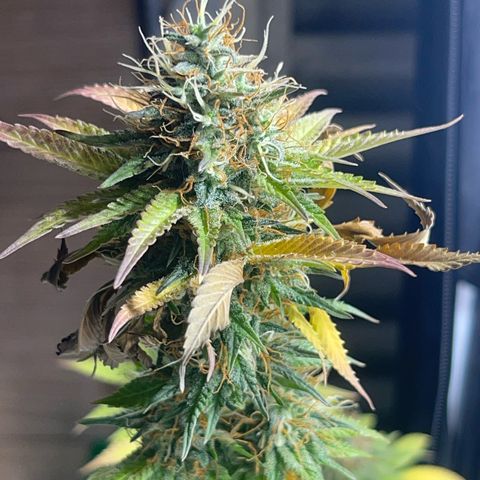 Critical Orange Punch growlog timeline photo