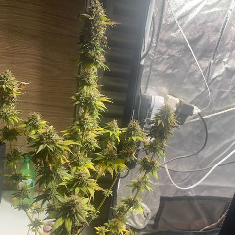 Critical Orange Punch growlog timeline photo