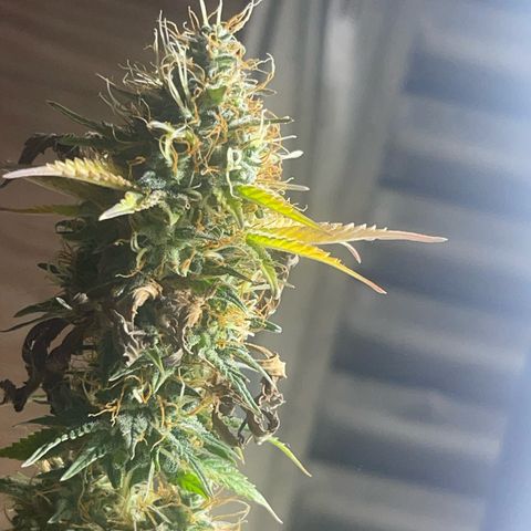 Critical Orange Punch growlog timeline photo
