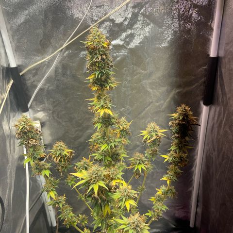 Critical Orange Punch growlog timeline photo