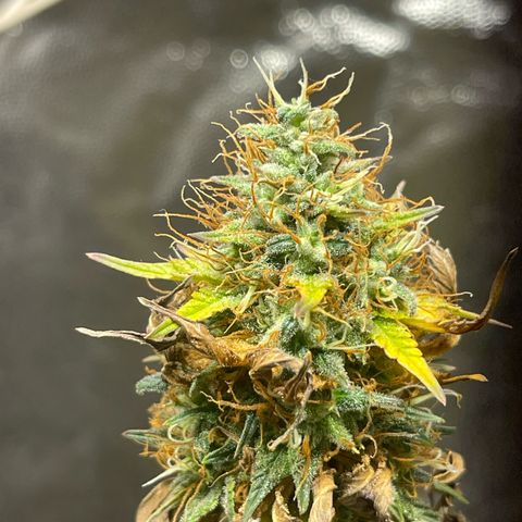 Critical Orange Punch growlog timeline photo