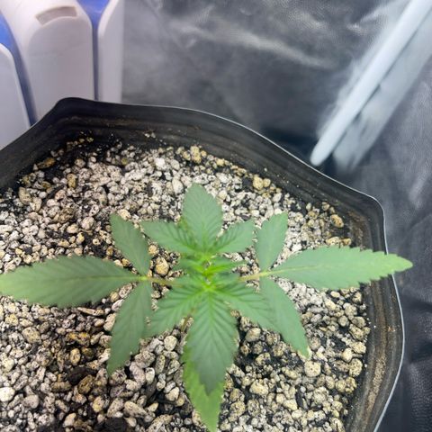 Critical #2 growlog timeline photo