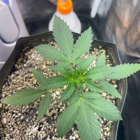 Critical #2 growlog timeline photo