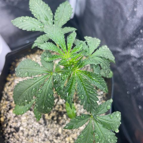 Critical #2 growlog timeline photo