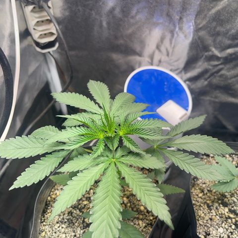 Critical #2 growlog timeline photo