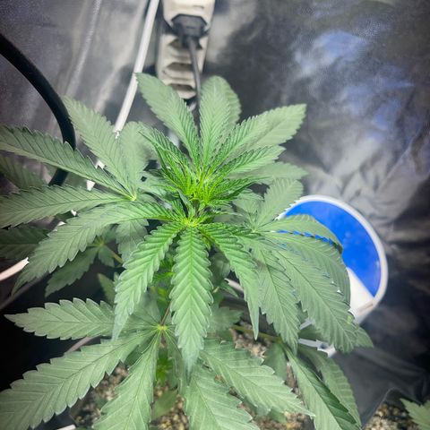 Critical #2 growlog timeline photo