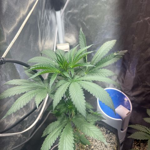 Critical #2 growlog timeline photo