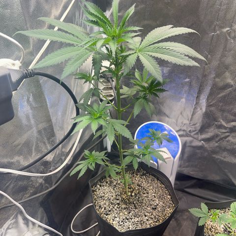 Critical #2 growlog timeline photo