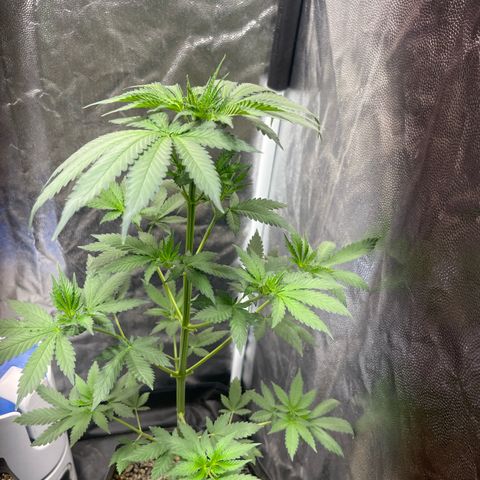 Critical #2 growlog timeline photo