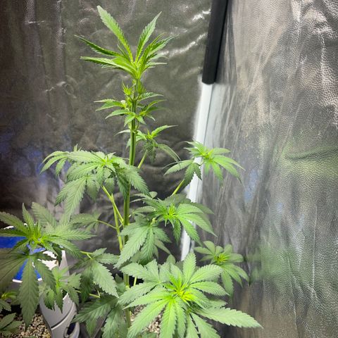 Critical #2 growlog timeline photo