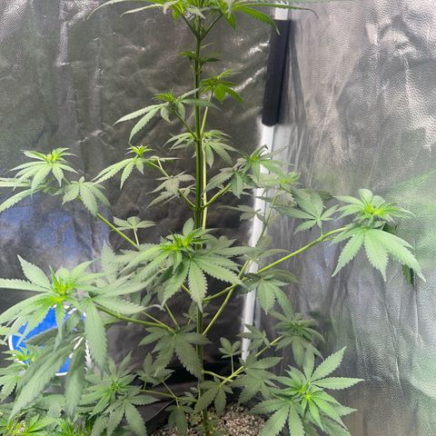 Critical #2 growlog timeline photo