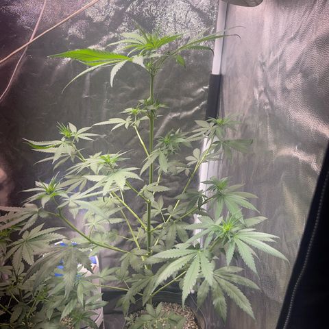 Critical #2 growlog timeline photo