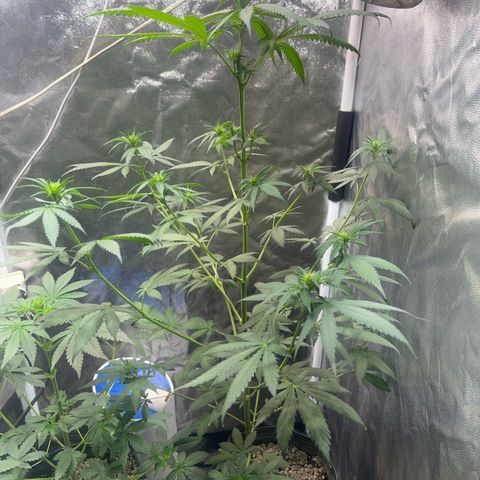 Critical #2 growlog timeline photo