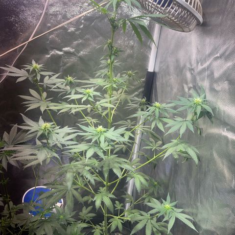 Critical #2 growlog timeline photo