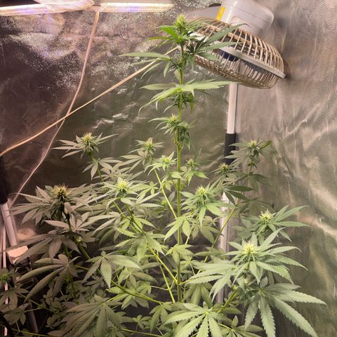 Critical #2 growlog timeline photo