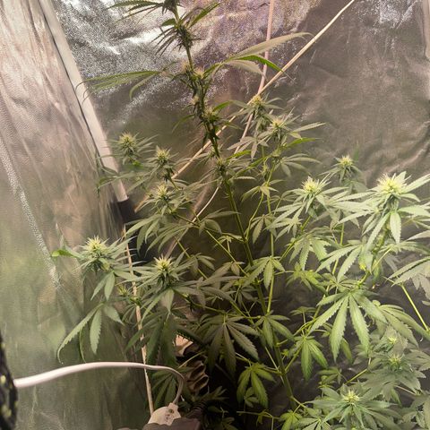 Critical #2 growlog timeline photo
