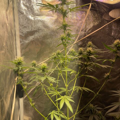 Critical #2 growlog timeline photo
