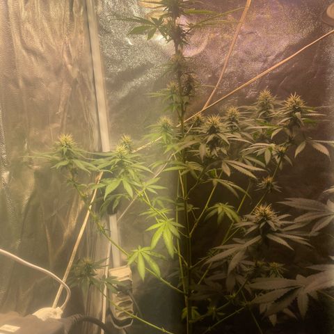 Critical #2 growlog timeline photo