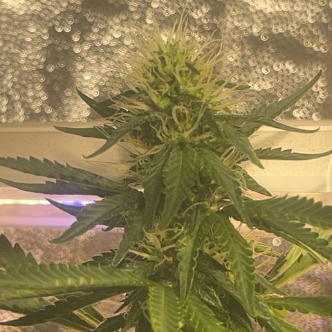 Critical #2 growlog timeline photo
