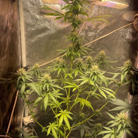 Critical #2 growlog timeline photo