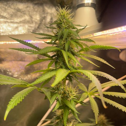 Critical #2 growlog timeline photo