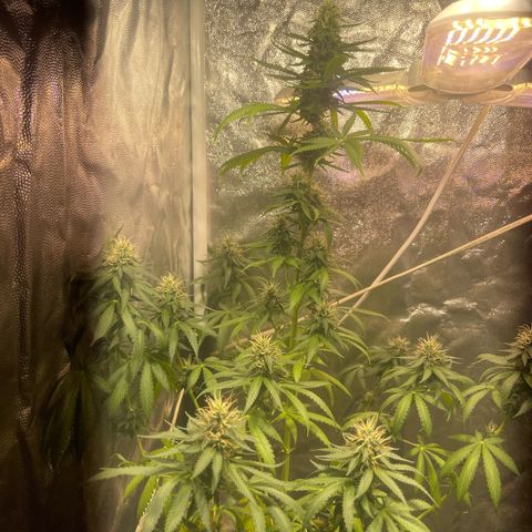 Critical #2 growlog timeline photo