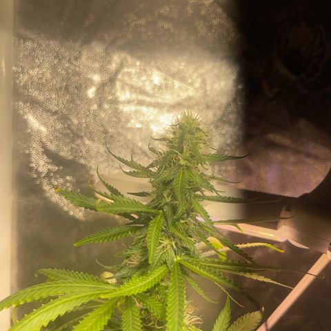 Critical #2 growlog timeline photo