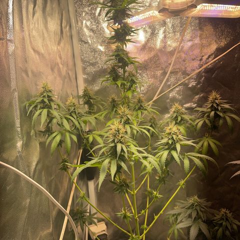 Critical #2 growlog timeline photo