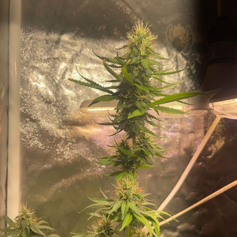 Critical #2 growlog timeline photo