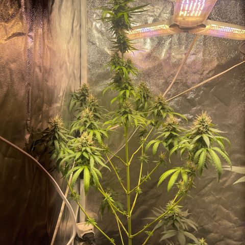 Critical #2 growlog timeline photo