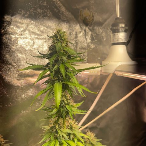 Critical #2 growlog timeline photo