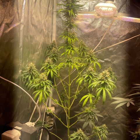 Critical #2 growlog timeline photo