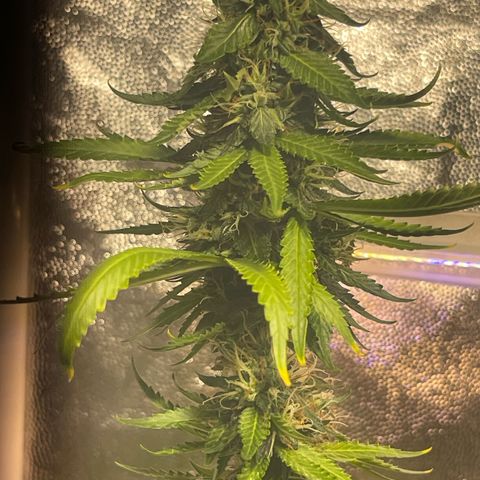 Critical #2 growlog timeline photo