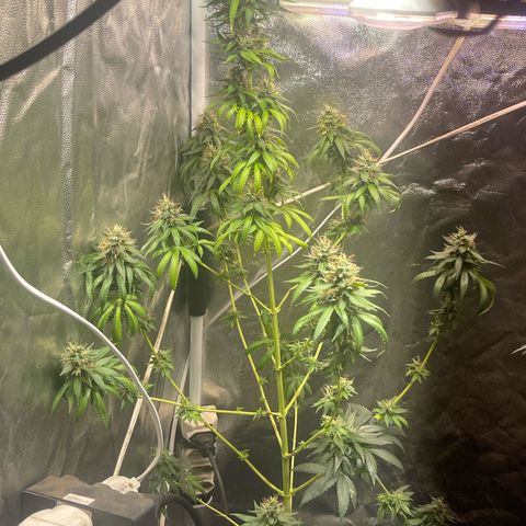Critical #2 growlog timeline photo