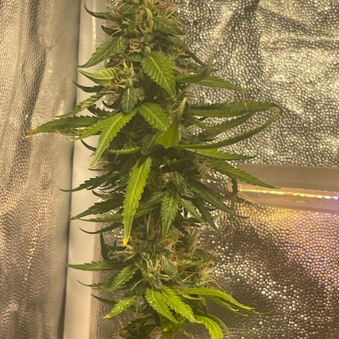 Critical #2 growlog timeline photo