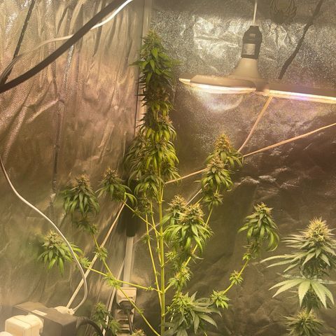 Critical #2 growlog timeline photo