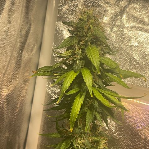 Critical #2 growlog timeline photo