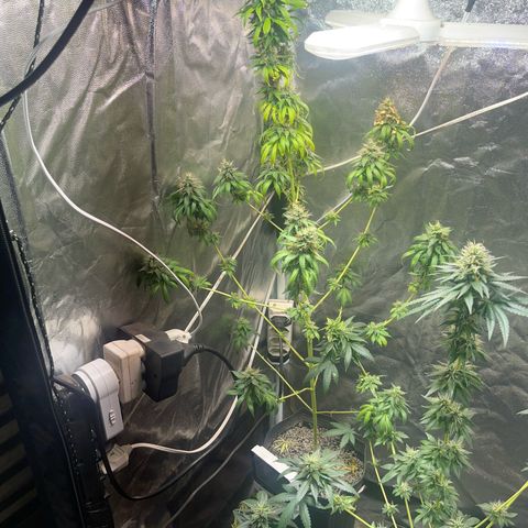 Critical #2 growlog timeline photo