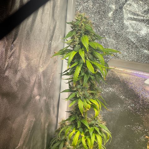 Critical #2 growlog timeline photo