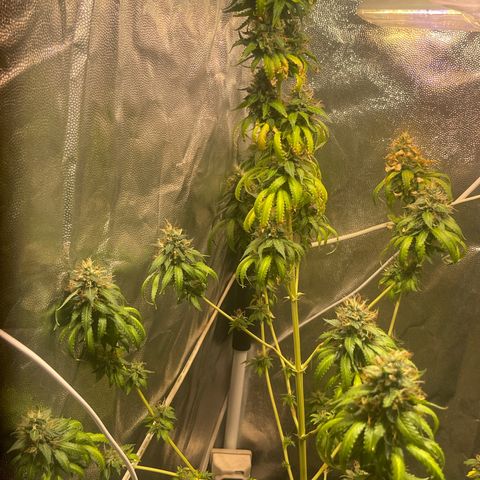 Critical #2 growlog timeline photo