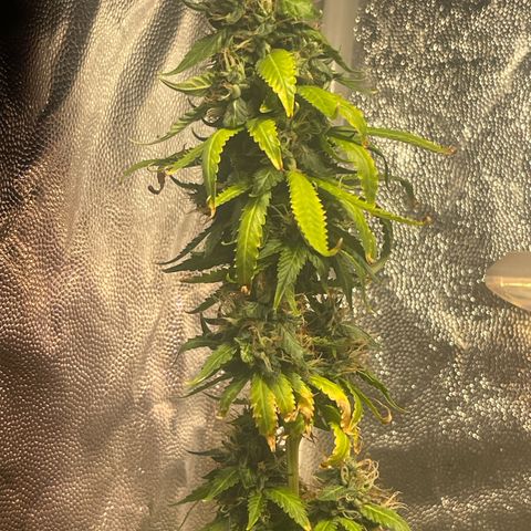Critical #2 growlog timeline photo