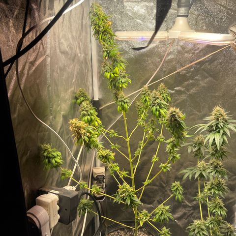 Critical #2 growlog timeline photo